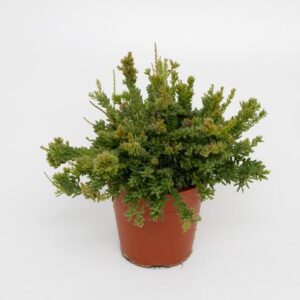 Rhipsalis Mesembryanthemoides - Ø12cm - ↕15cm