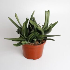 Gasteria Littele Worthy - Ø17cm - ↕30cm