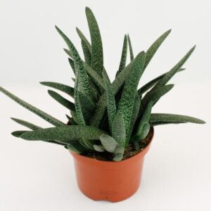 Gasteria Minor - Ø17cm - ↕20cm