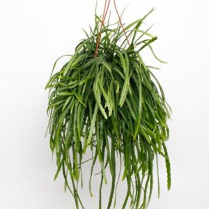 Lepismium Bolivianum - Ø17cm - ↕25cm