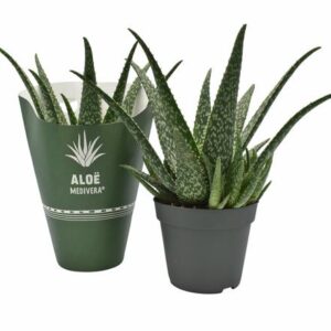 Aloe MEDIVERAÂ® Tropical - Ø14cm - ↕30cm