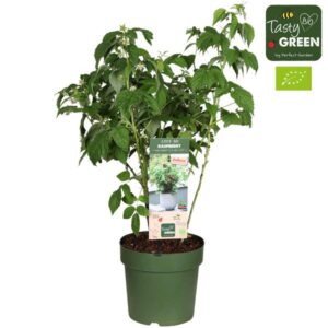 Rubus Low 'Little Sweet Sister' Bio - Framboos - Ø23cm - ↕70cm