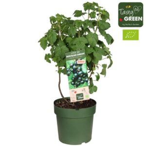 Ribes Low 'Little Black Sugar' Bio - Zwarte bes - Ø23cm - ↕50cm