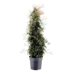 Jasminum Piramide 700 Knop (Jasmijn) - Ø21cm - ↕90cm
