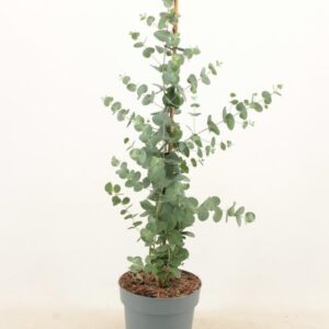 Eucalyptus Cinerea Silver Dollar Piramide - Ø17cm - ↕65cm
