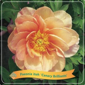 Paeonia Itoh 'Canary Brilliants' C5 - Ø21cm - ↕35cm