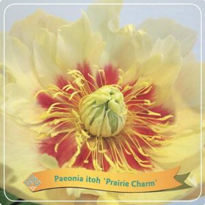 Paeonia Itoh 'Prairie Charm' C5 - Ø21cm - ↕35cm