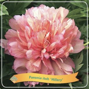 Paeonia Itoh 'Hillary' C5 - Ø21cm - ↕35cm