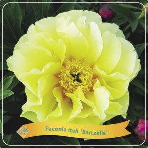 Paeonia Itoh 'Bartzella' C5 - Ø21cm - ↕35cm