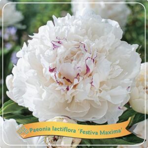 Paeonia Lactiflora 'Festiva Maxima' C5 - Ø21cm - ↕35cm
