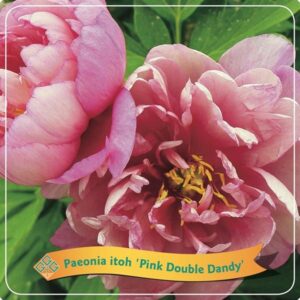 Paeonia Itoh 'Pink Double Dandy' C5 - Ø21cm - ↕35cm