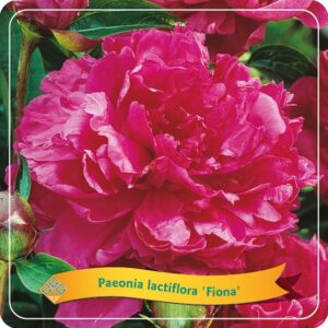 Paeonia Lactiflora 'Fiona' C5 - Ø21cm - ↕35cm