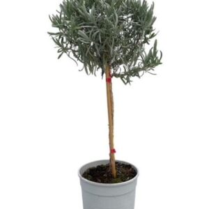 Lavandula Angustifolia "op Stam" - Ø18cm - ↕80cm