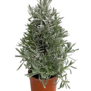 Lavandula Angustifolia - Piramide - Ø18cm - ↕50cm