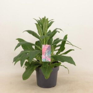 Digitalis 'Panther' P17 (NL) - Ø17cm - ↕50cm