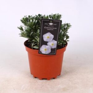 Convolvulus Cneorum - Ø19cm - ↕25cm