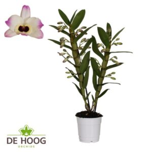 Dendrobium Nobile Sunny Eyes 2 Stam 12+ Tros De Hoog - Ø12cm - ↕50cm