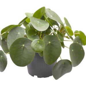 Pilea Peperomioides - Ø12cm - ↕20cm