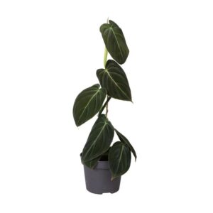 Philodendron Melanochrysum - Ø12cm - ↕35cm