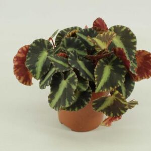Begonia Cleopatra - Ø10,5cm - ↕15cm