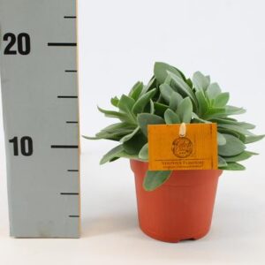 Senecio Cephalophorus - Ø10,5cm - ↕15cm
