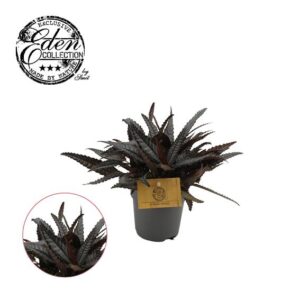 Pilea Hitchcockii - Ø10,5cm - ↕15cm