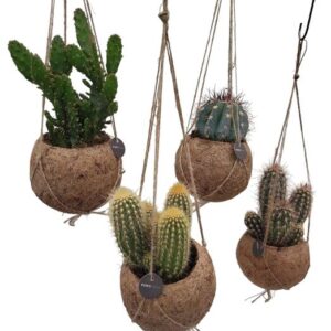 Kokodama Cactus Mix - 4 stuks - Ø12cm - ↕20cm