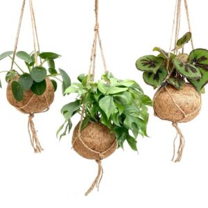 Kokodama Dream Mix - 3 stuks - Ø17cm - ↕30cm