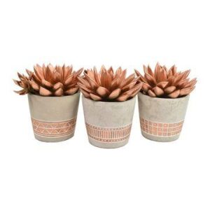 Echeveria Coloured Bronze in Cement Copper Ceramics - 3 stuks - Ø10,5cm - ↕15cm