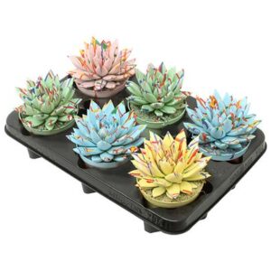 Echeveria Coloured Splash Pastel Mix - 6 stuks - Ø10,5cm - ↕13cm