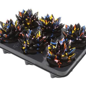 Echeveria Coloured Splash Black - 6 stuks - Ø10,5cm - ↕13cm