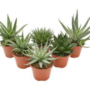 Aloe Mix - 6 stuks - Ø10,5cm - ↕14cm