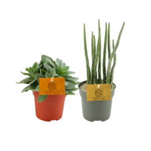 Senecio Duo - 2 stuks - Ø10,5cm - ↕15cm