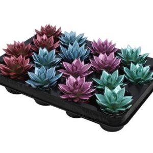 Echeveria Coloured Metallic Mix - 16 stuks - Ø6cm - ↕8cm