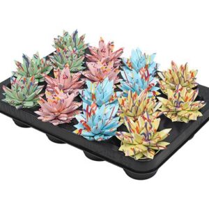 Echeveria Coloured Splash Pastel Mix - 16 stuks - Ø6cm - ↕8cm