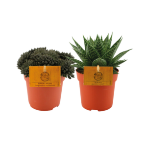 Vetplant Duo - 2 stuks - Ø10,5cm - ↕15cm