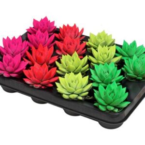 Echeveria Coloured Neon Mix - 16 stuks - Ø6cm - ↕8cm