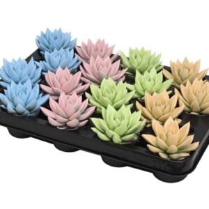 Echeveria Coloured Pastel Mix - 16 stuks - Ø6cm - ↕8cm