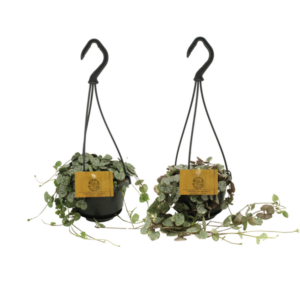 Woodii Duo - 2 stuks - Ø10,5cm - ↕15cm