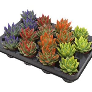 Echeveria Coloured Festival Mix - 16 stuks - Ø6cm - ↕8cm