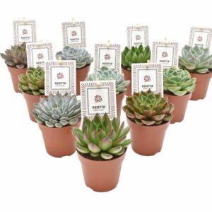 Echeveria Rosetta Mix - 10 stuks - Ø8,5cm - ↕14cm