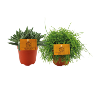 Rhipsalis Cassutha/Crassula Tenelli Duo - 2 stuks - Ø10,5cm - ↕15cm