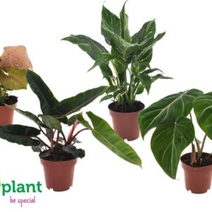Premium Planten Mix - 4 stuks - Ø12cm - ↕40cm