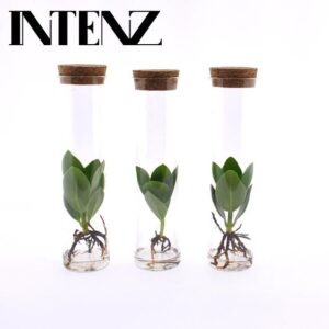 Clusia in Tube Glas - 3 stuks - Ø5cm - ↕15cm