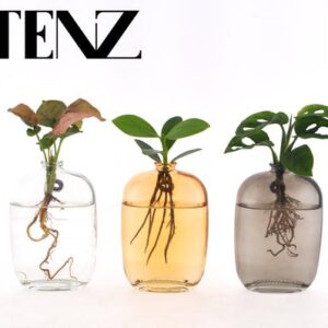 Kamerplanten Mix in Santiago Glas Wall Art - 3 stuks - Ø7cm - ↕10cm