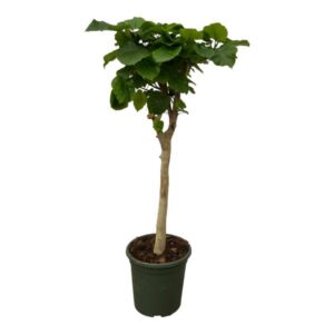 Ficus Umbellata stam - 180 cm - Ø45cm
