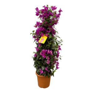 Bougainvillea pyramide - 80 cm - Ø17cm