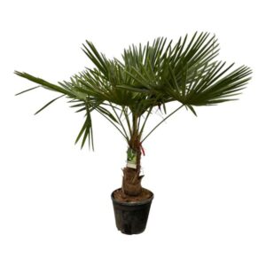 Trachycarpus Fortuneii - 180-220 cm - Ø32-40cm