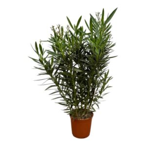 Nerium Oleander struik met roze bloem - 160 cm - Ø32cm