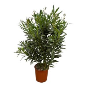 Nerium Oleander struik met rode bloem - 160 cm - Ø24-27cm